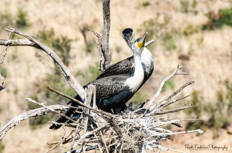 White-breasted Cormorant - S. Africa
