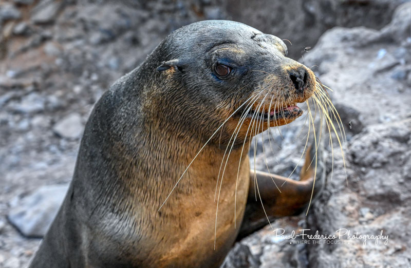 Babyface - Galapagos sea lion