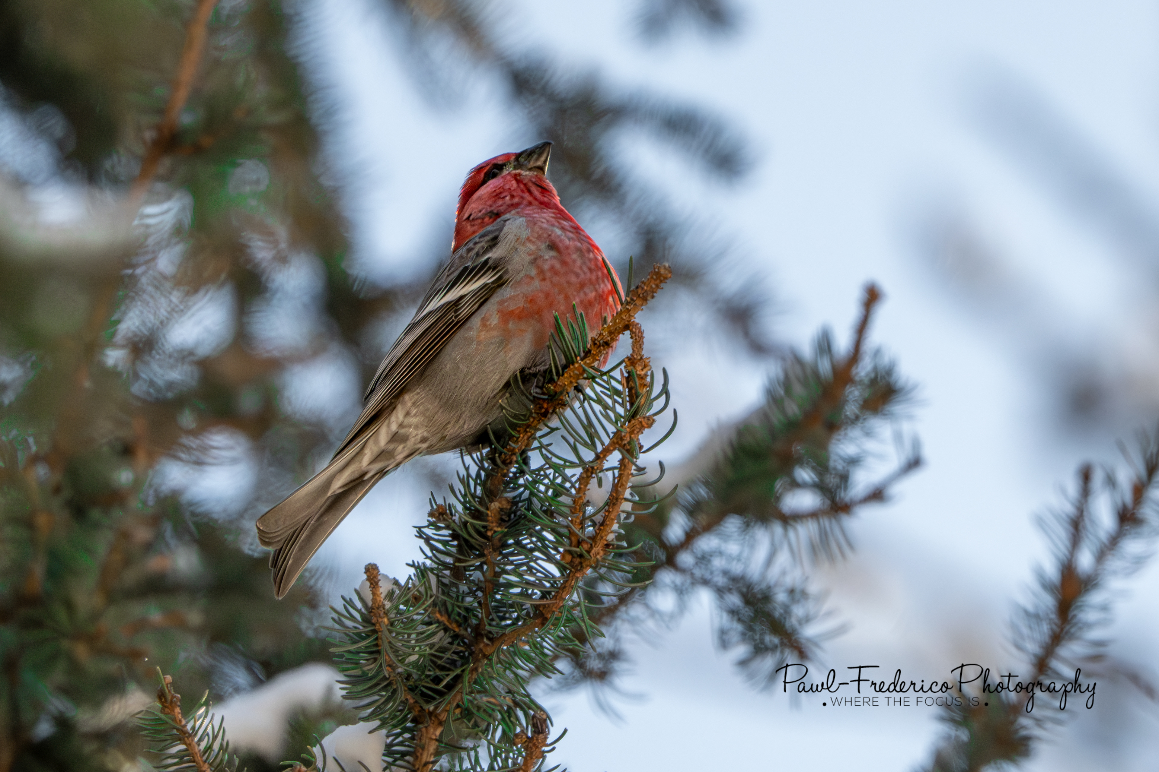 Pine Grosbeak