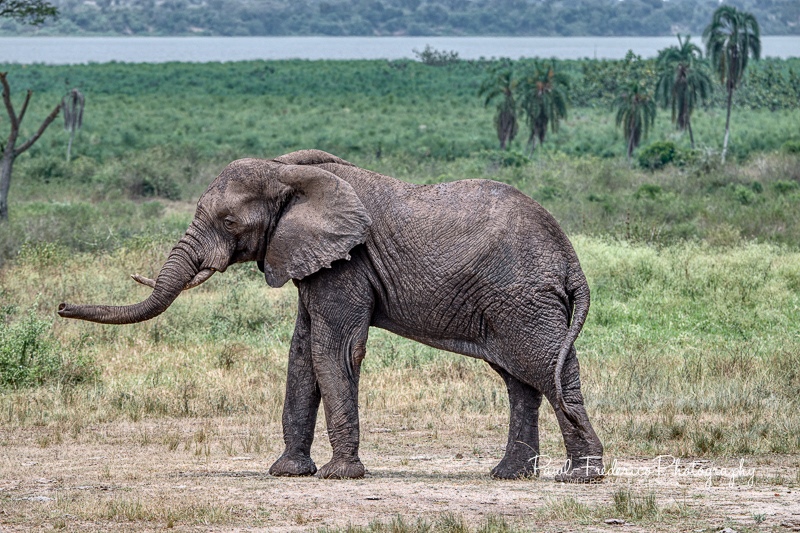 Queen Elizabeth National Park