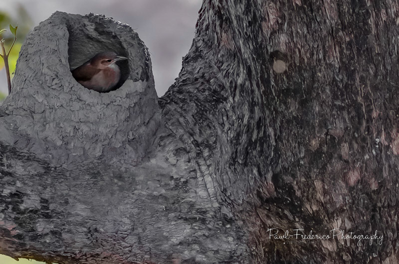 Rufous Hornero - Brazil