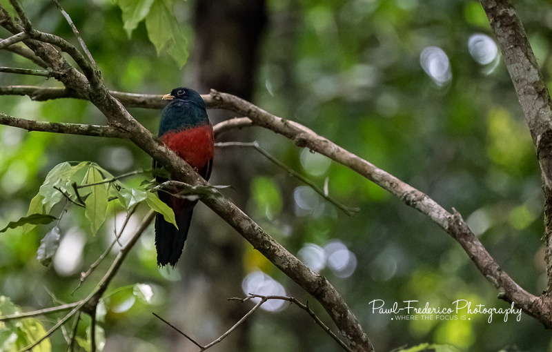 Black-tailed Trogon - Peruvian Amazon