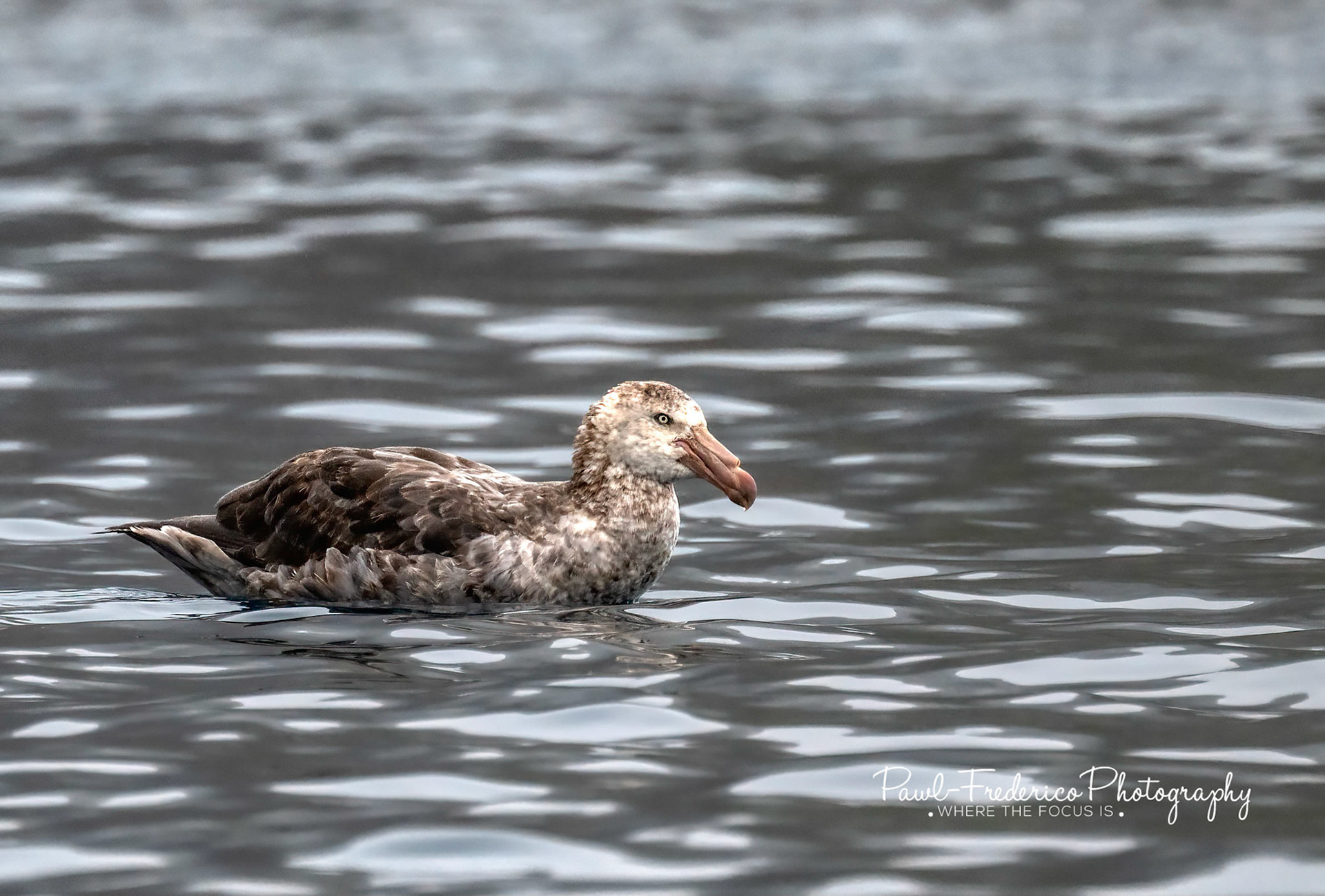 Southern Giant Petrel