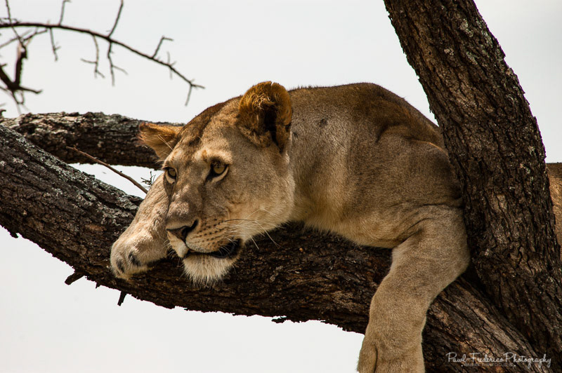 Lions in Trees - Tanzania