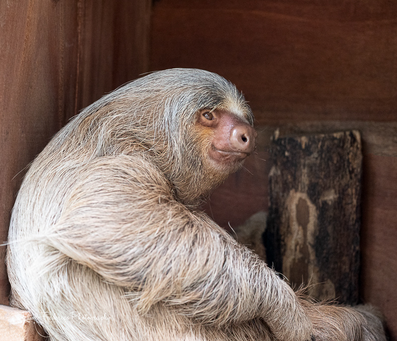 Hoffmann's Two-toed Sloth