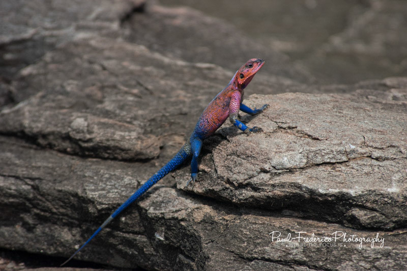 Mwanza Flat-headed Rock Agama - Tanzania