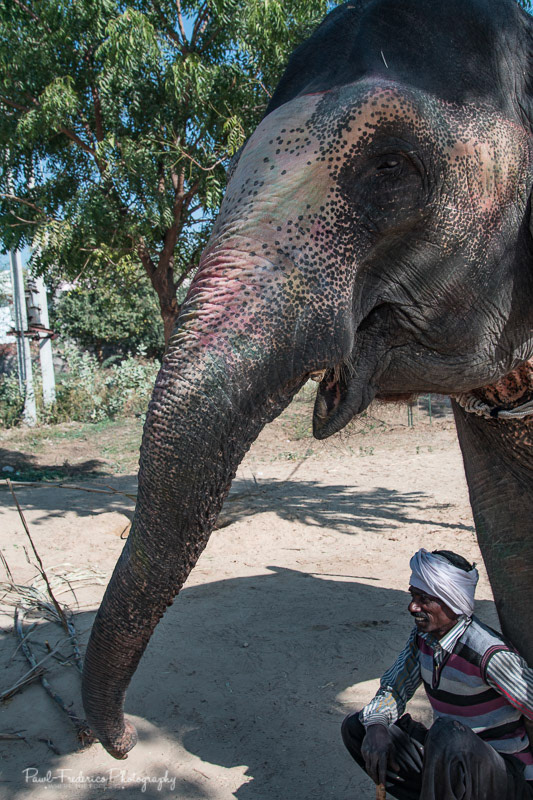 A Mahout and His Charge - India