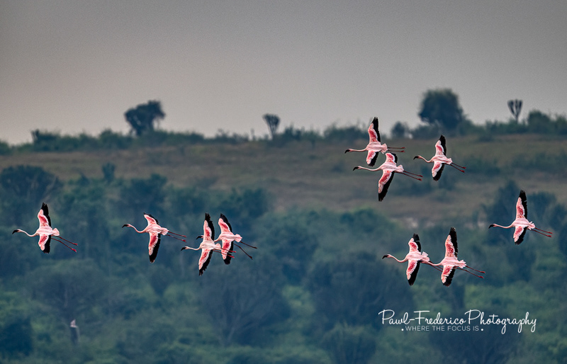Flying Flamingos