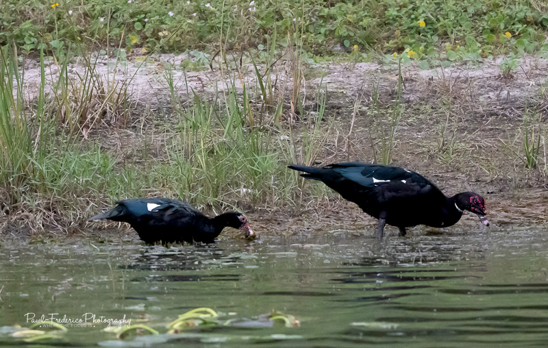 Muscovy Ducks