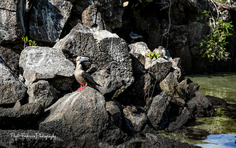 Red Footed Booby