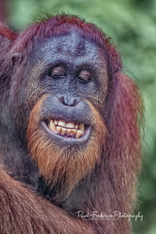 Cheese - Bornean Orangutan