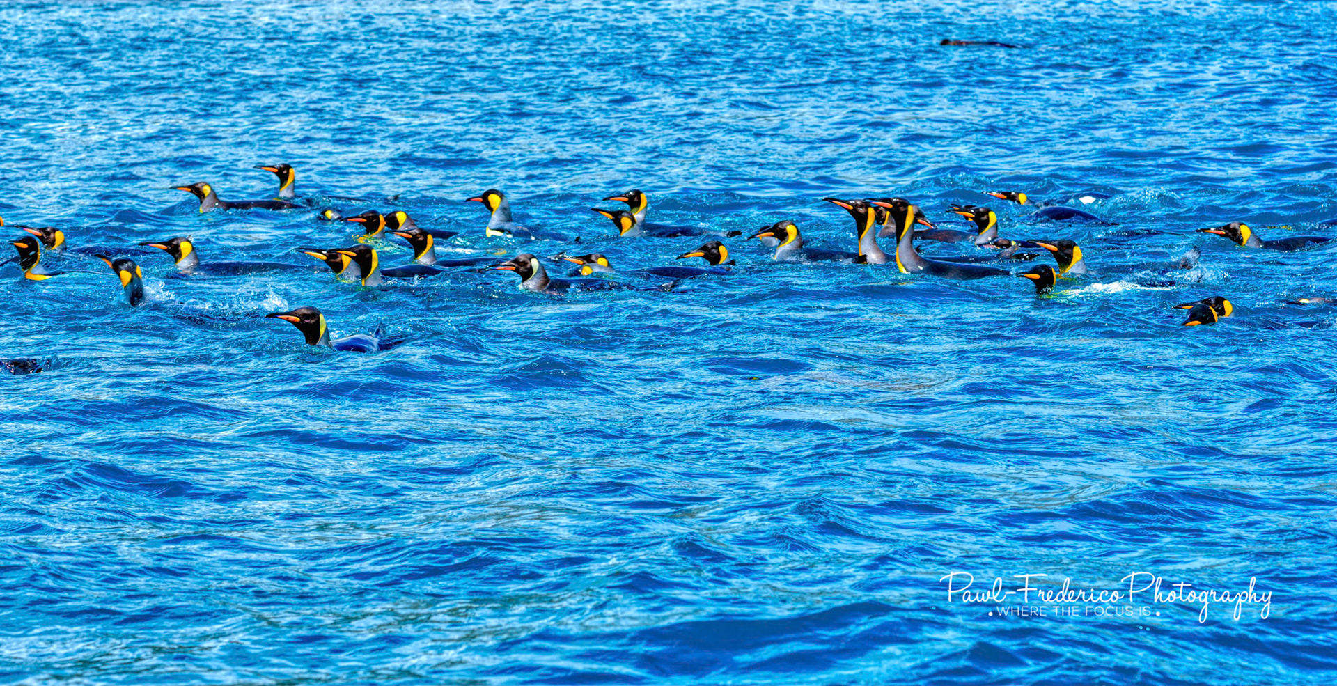 Swimming King Penguins