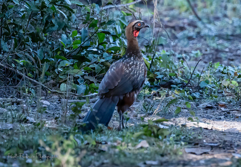 Red-throated Piping Guan - Brazil