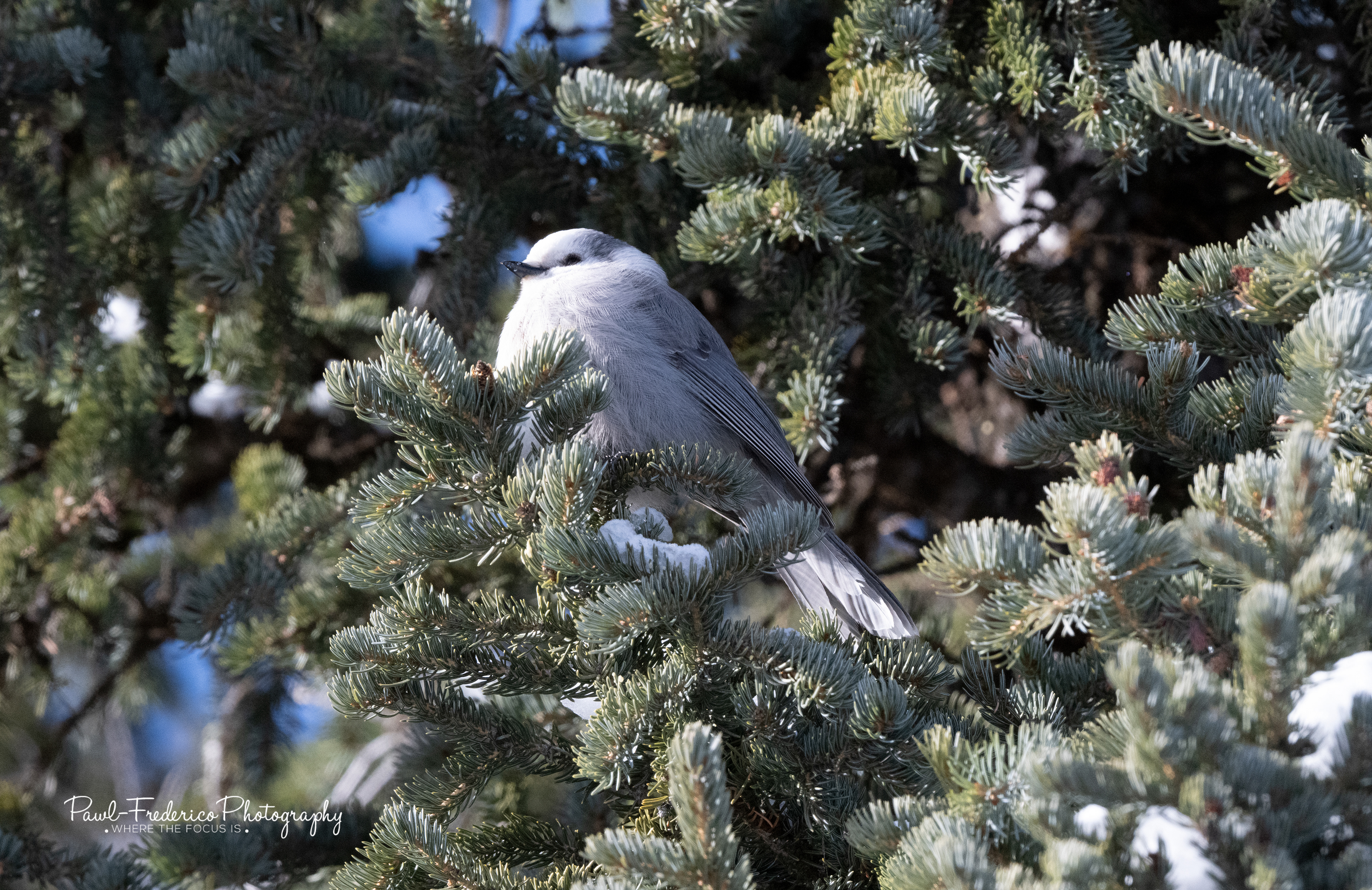 Canada Jay