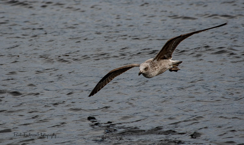 Skua - Beagle Channel