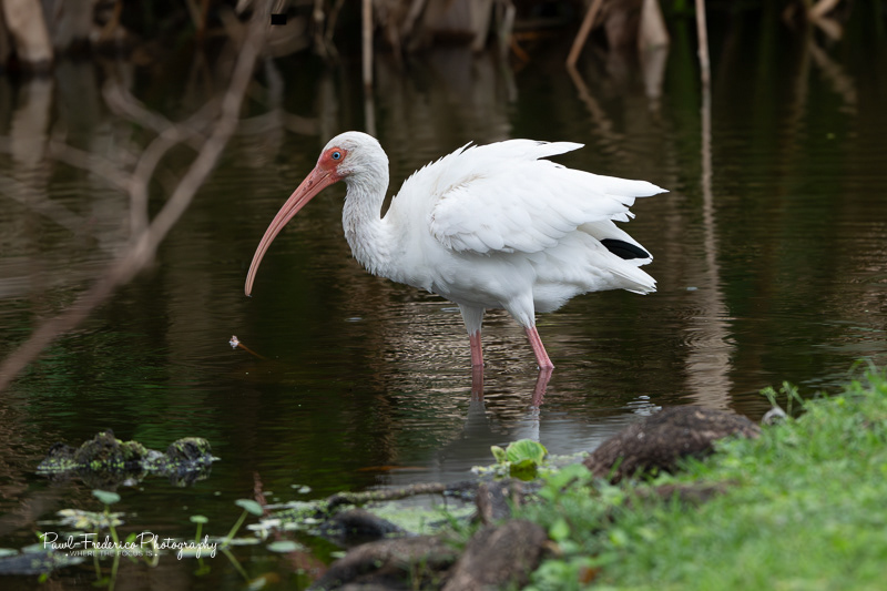 White Ibis