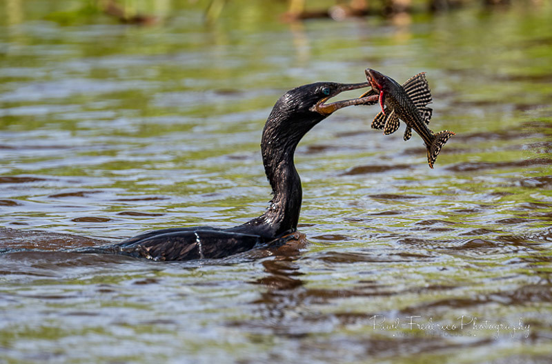 CAUGHT! - Brazil