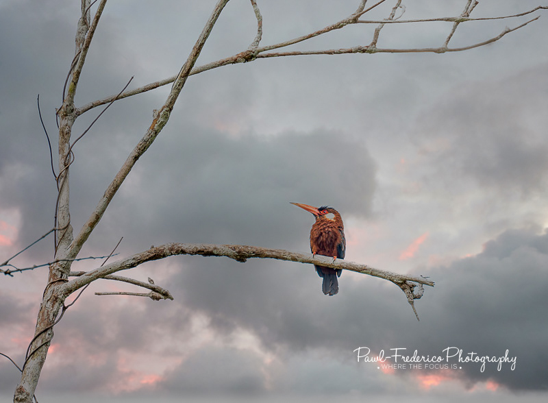 White-eared Jacamar