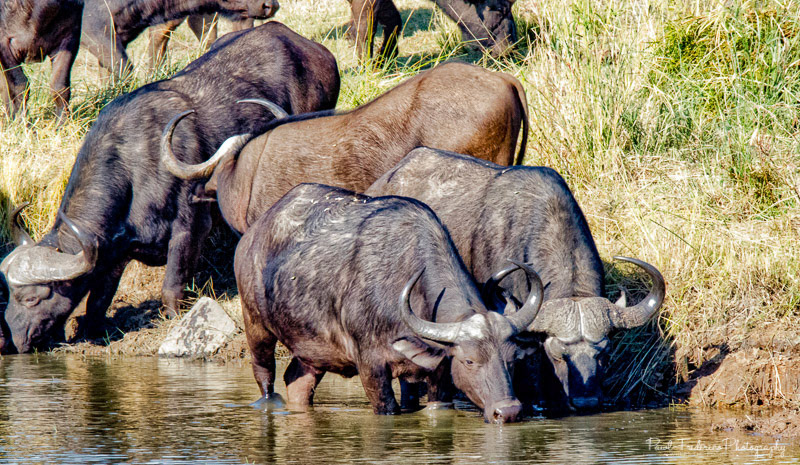 Cape Buffalo, South Africa