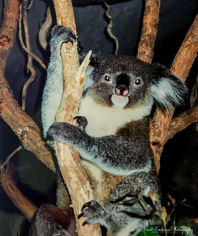 Koala - Perth, Australia