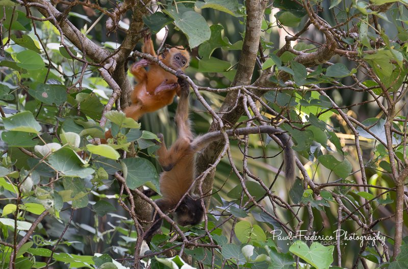 Monkeying Around - Silver Leaf children