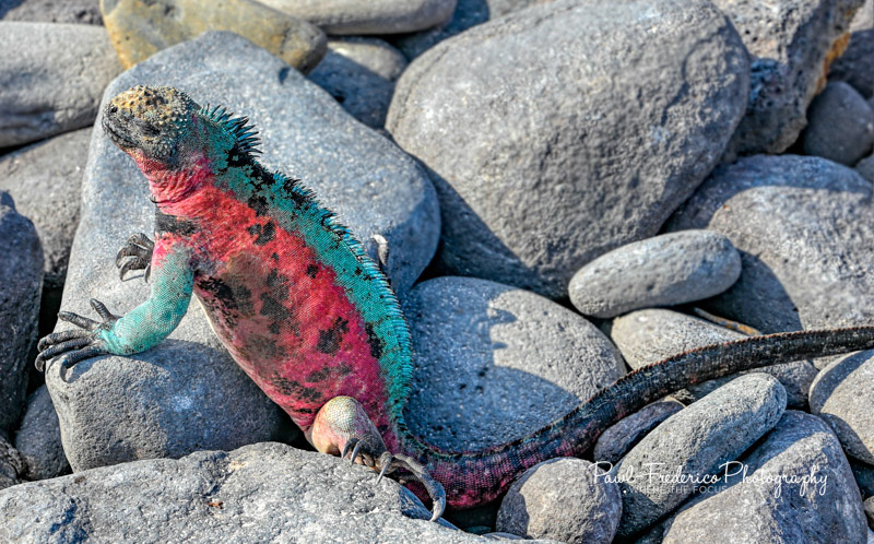 Marine Iguana - Galapagos