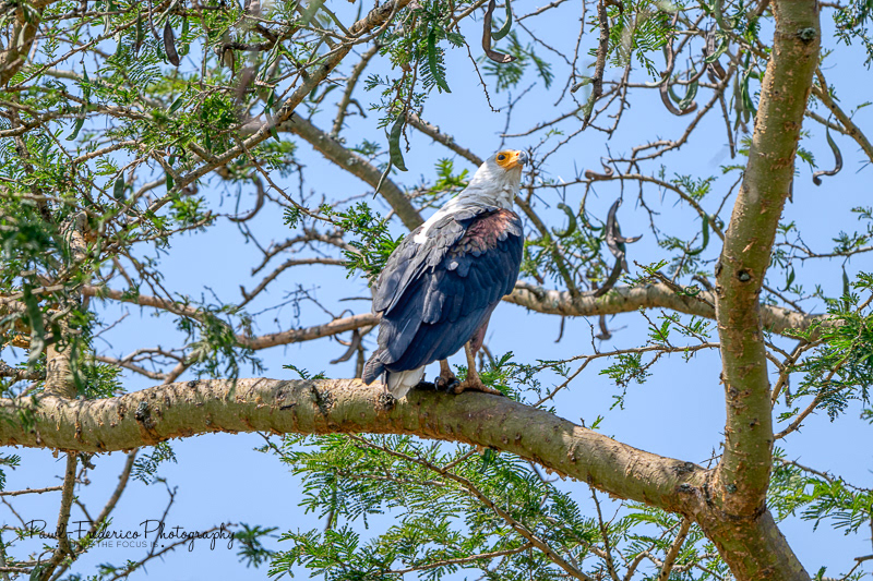 African Fish Eagle