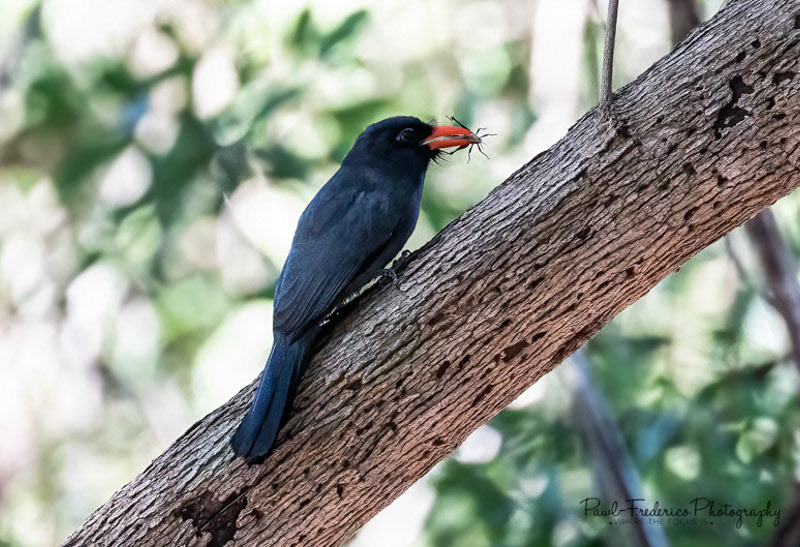 Black-fronted Nunbird - Brazil