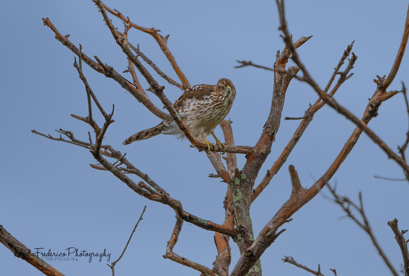 Cooper's Hawk