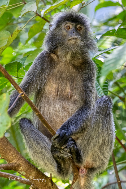 SIlver Leaf Monkey