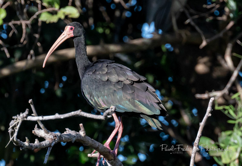 Bare-faced Ibis - Brazil