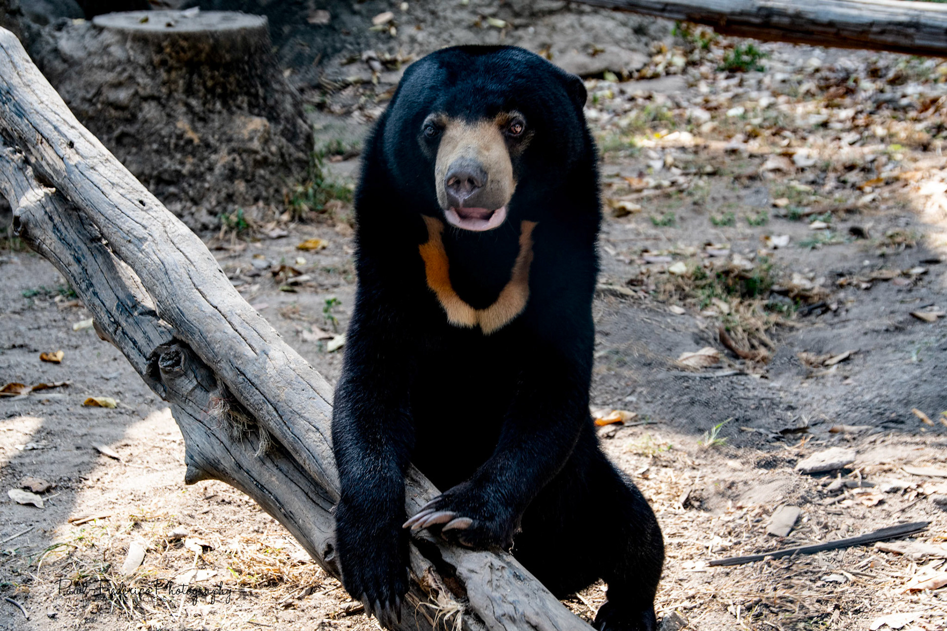 Sun Bear - Cambodia