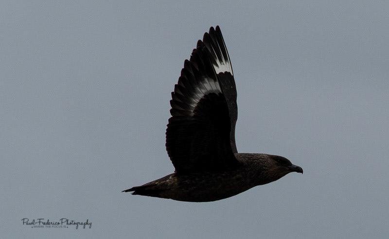 Brown Skua - Beagle Channel