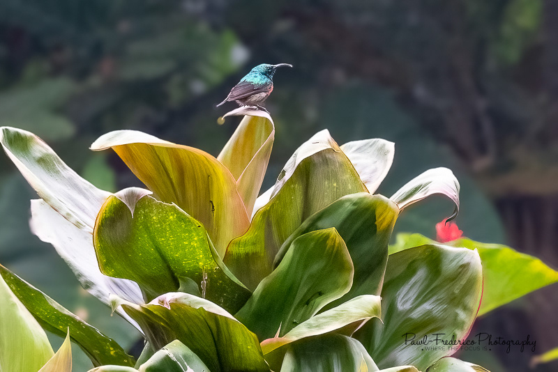 Red-chested Sunbird