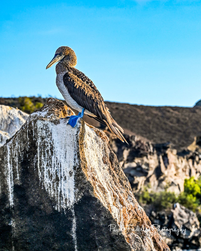 Blue Footed Booby - Galapagos
