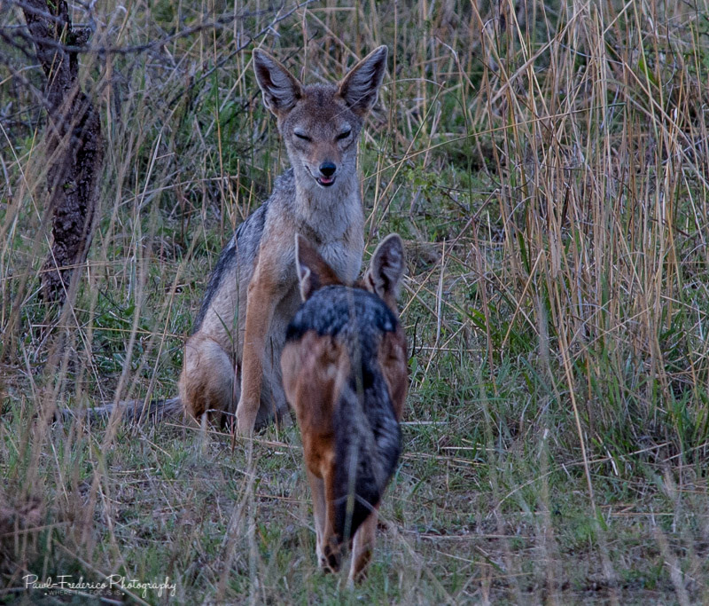 Happy Jackal - Tanzania