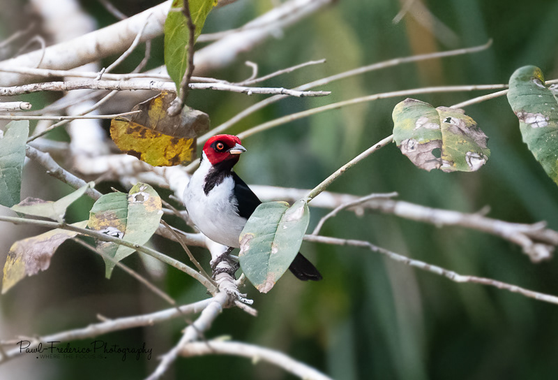 Red-capped Cardinal - Peruvian Amazon