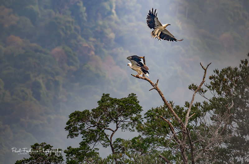 White-bellied Sea Eagle
