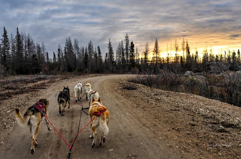  Inuit Dog Sled - Canadian Arctic 