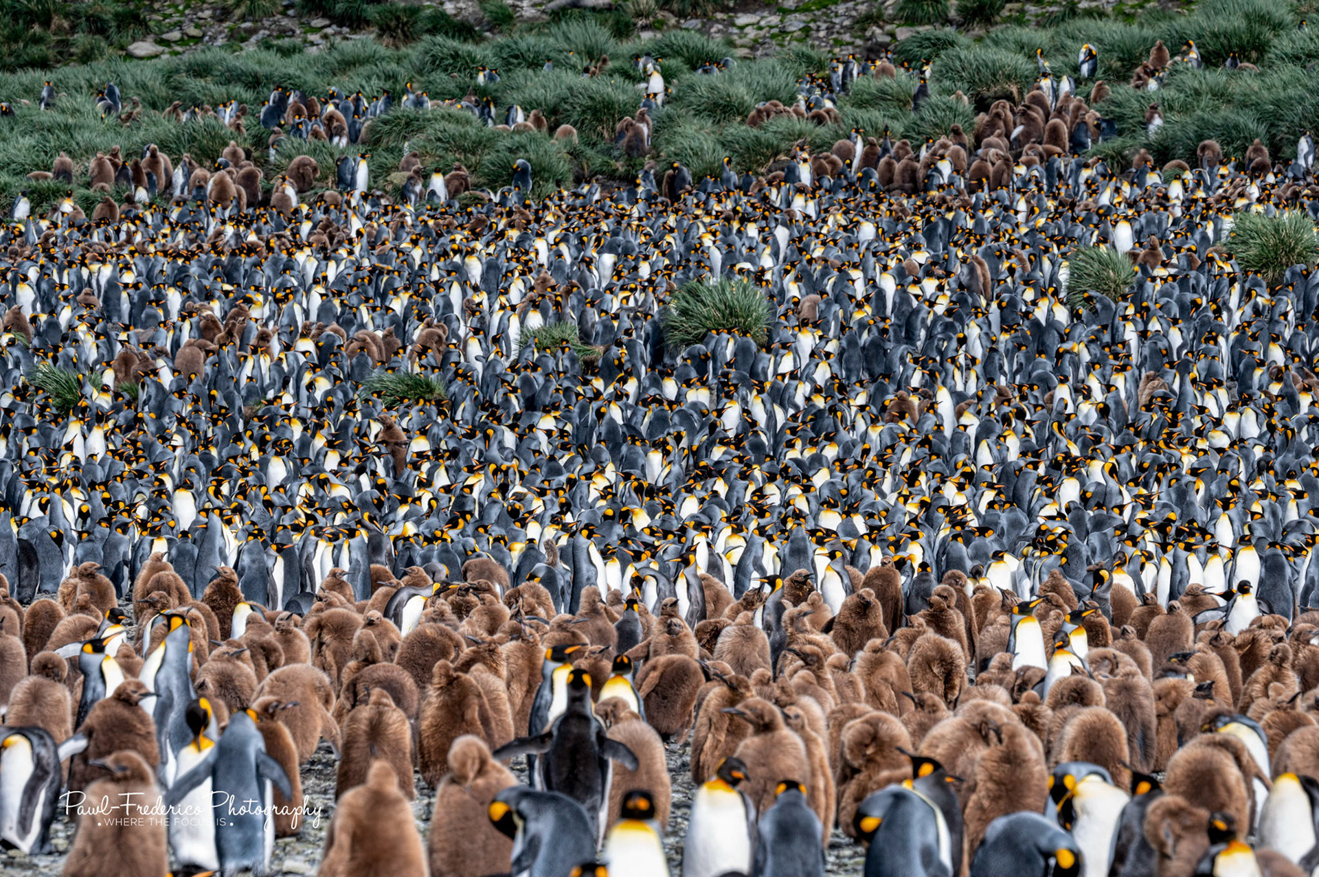 King Penguin Colony