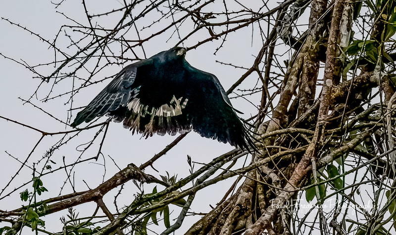 Great Black Hawk - Peruvian Amazon