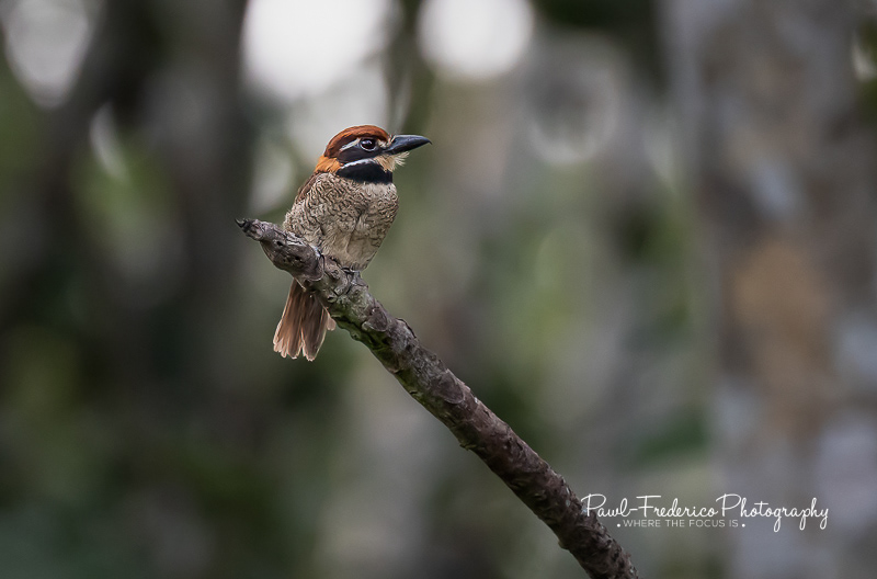 Chestnut-capped Puffbird - Peruvian Amazon