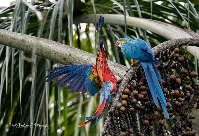 Scarlet & Blue and Yellow Macaws