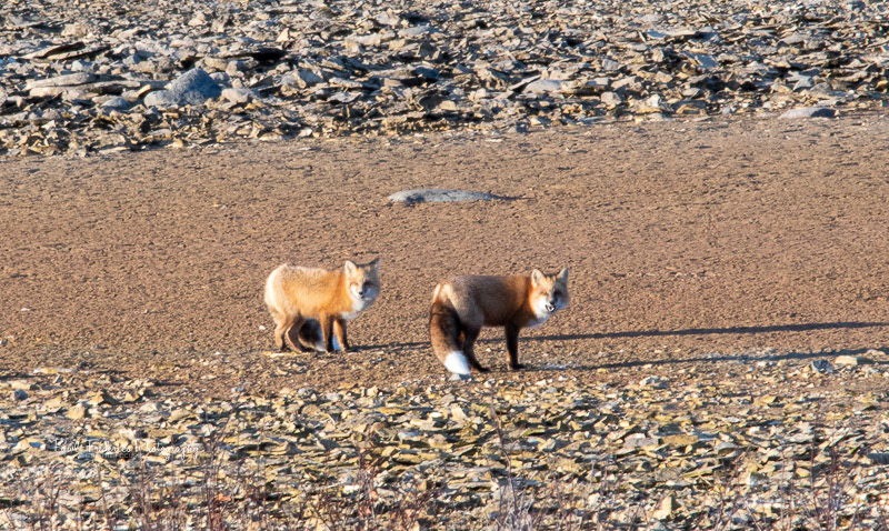 Rex Foxes - Candian Tundra
