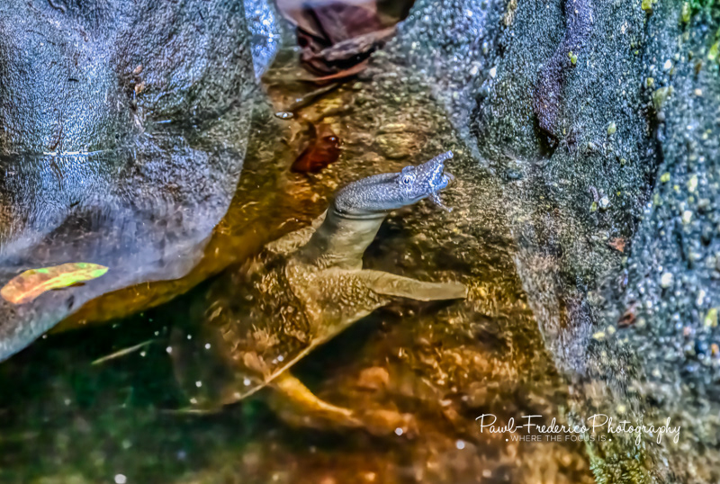 Soft Shelled Turtle