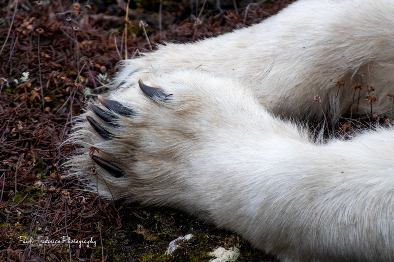 My What Big Feet - Canadian Tundra
