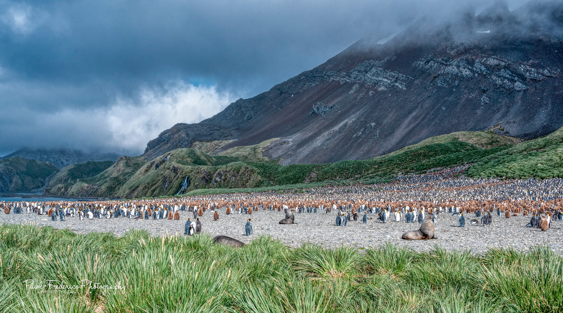 King Penguin Colony - South Georgia Island