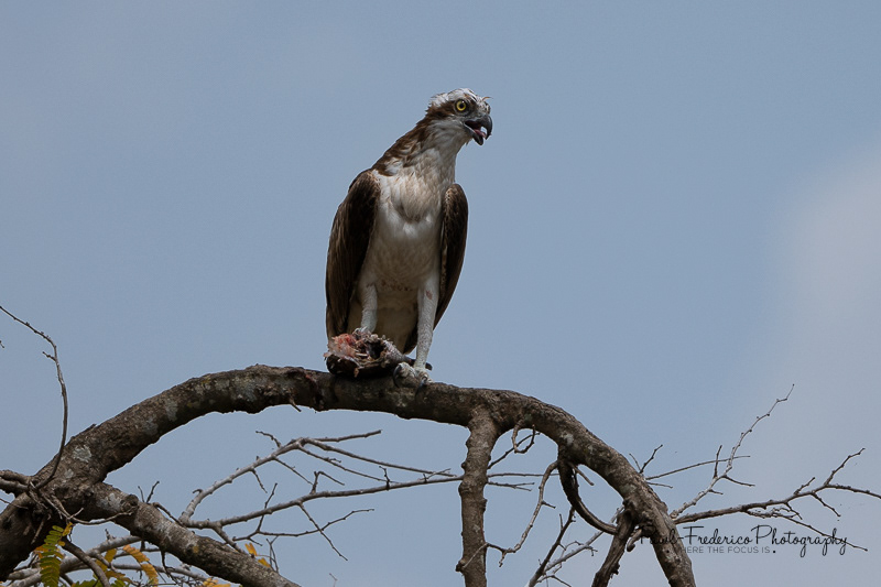 Osprey - Lunch for One