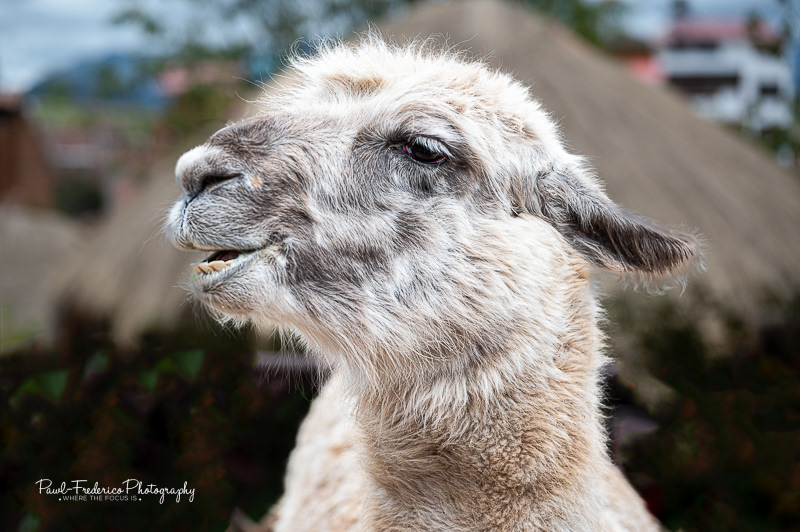 Laughing Llama