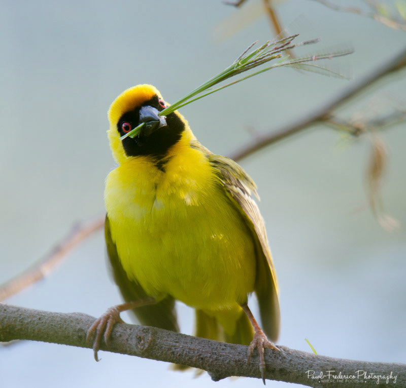 Southern Brown-throated Weaver - S. Africa